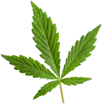 https://brightgreen.us/wp-content/uploads/2018/12/marijuana_leaf.png